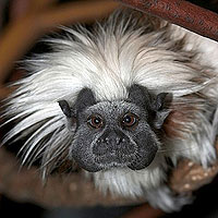 Tamarin (Saguinus Oedipus)