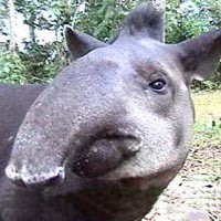 Greater Kudu (Tapirus)