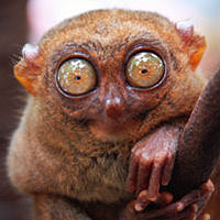 Tarsier (Tarsius)