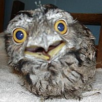 Tawny Frogmouth (Podargus strigoides)