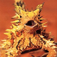 Thorny Devil (Moloch horridus)