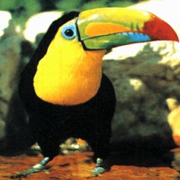 Toucan (Ramphastidae)