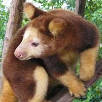 Tree Kangaroo (Dendrolagus ursinus)