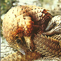 Tree Pangolin (Manis tricuspis)