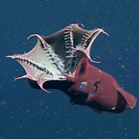 Vampire Squid (Vampyroteuthis infernalis)