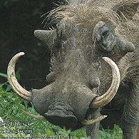 Warthog (Phacochoerus Aethiopicus)