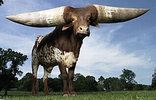 Watusi Cattle (Ankole-Watusi)