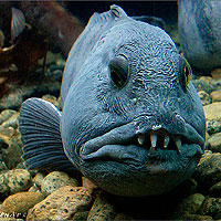 Wolf Fish (Anarhicas lupus)