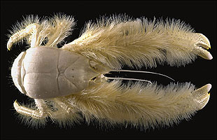 Yeti Crab (Kiwa hirsuta)