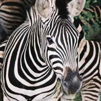 Zebra (Equus zebra)