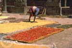 Pepper Drying - Patan