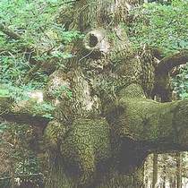 Tree Face