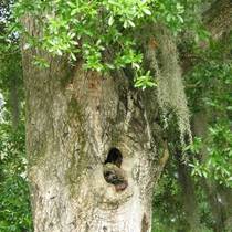 Tree Face