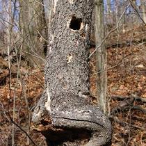 Tree Face