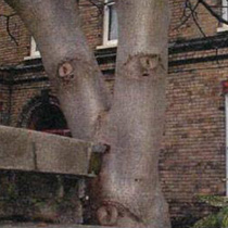 Tree Face