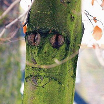 Tree Face