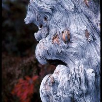 Tree Face