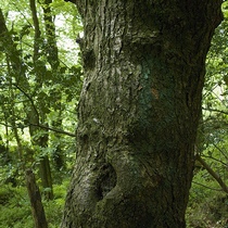 Tree Face