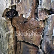 Tree Face