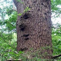 Tree Face