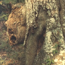 Tree Face