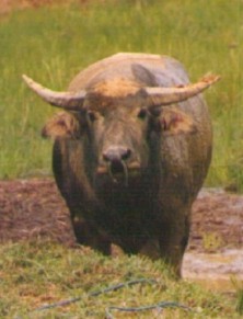 Asian Bison