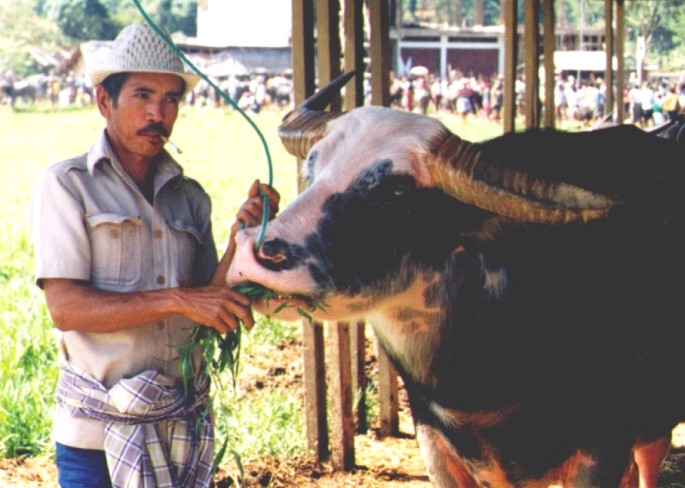 Bison market