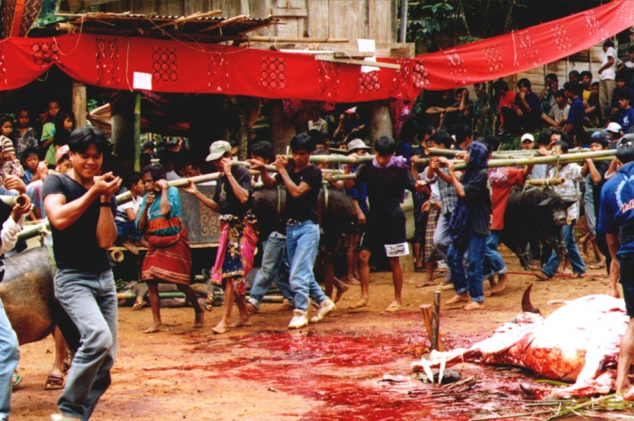 toraja bison sacrifice