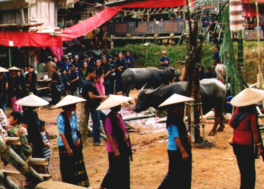 toraja bison sacrifice