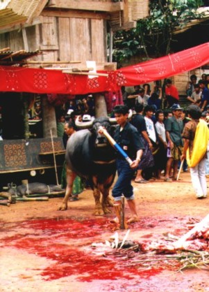 toraja bison sacrifice