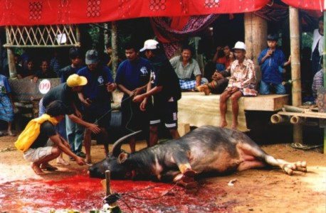 toraja bison sacrifice