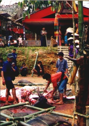 toraja bison sacrifice