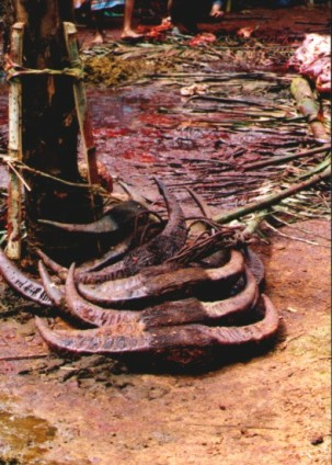 toraja bison sacrifice