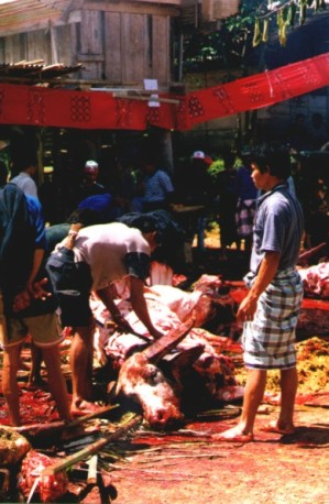 toraja bison sacrifice