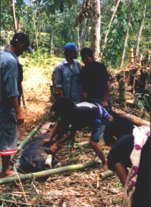 toraja pig sacrifice