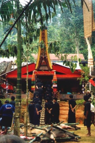 toraja duba-duba