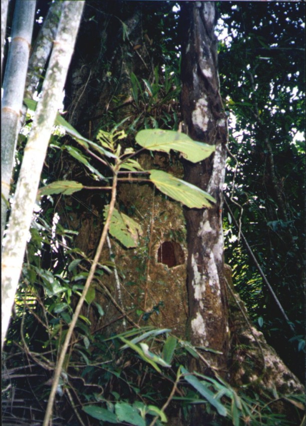 toraja child grave