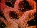 Cymatics - Bringing Matter To Life With Sound (3 parts)