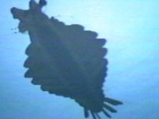 Anomalocaris