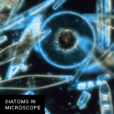 Diatoms