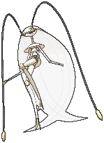 pheromosa