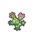 maractus