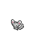 minccino