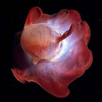 Grimpoteuthis