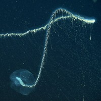 Praya dubia
